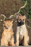 CHAT ET LAEKENOIS 019